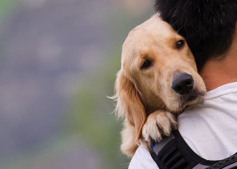Ce que ressentent les chiens par rapport aux câlins