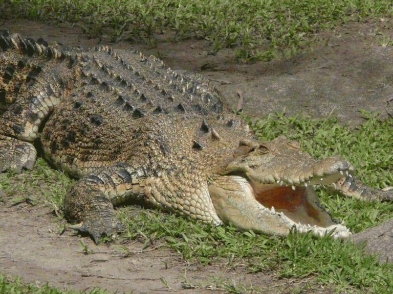 Elvis et Spike, un lien d’amitié plutôt extraordinaire