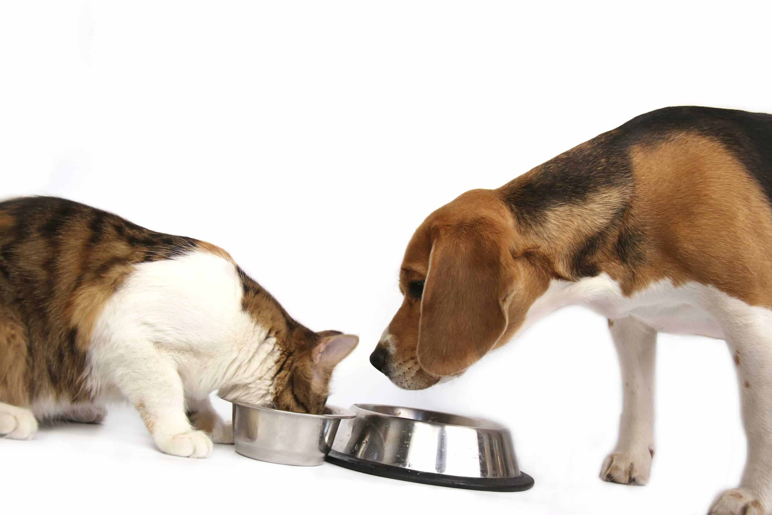 Tout savoir sur l&rsquo;alimentation de votre chien