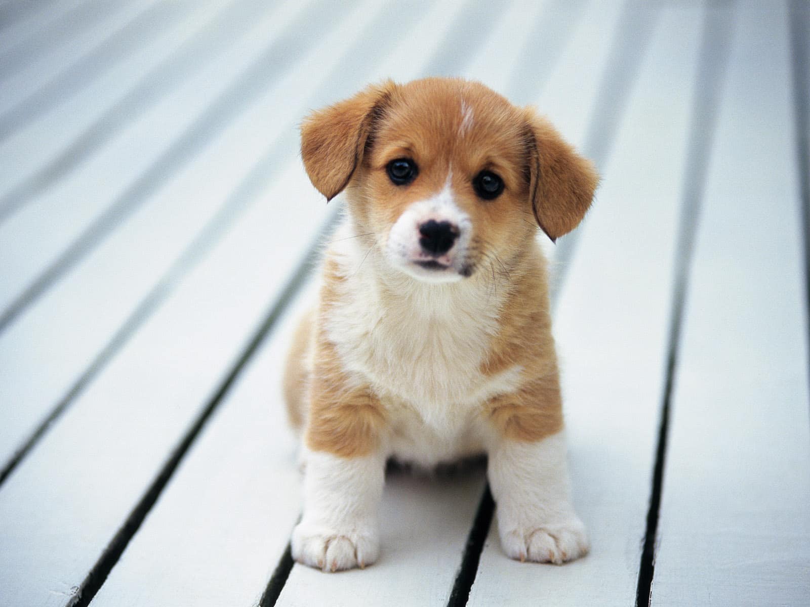 Comment communiquer efficacement avec son chien ?