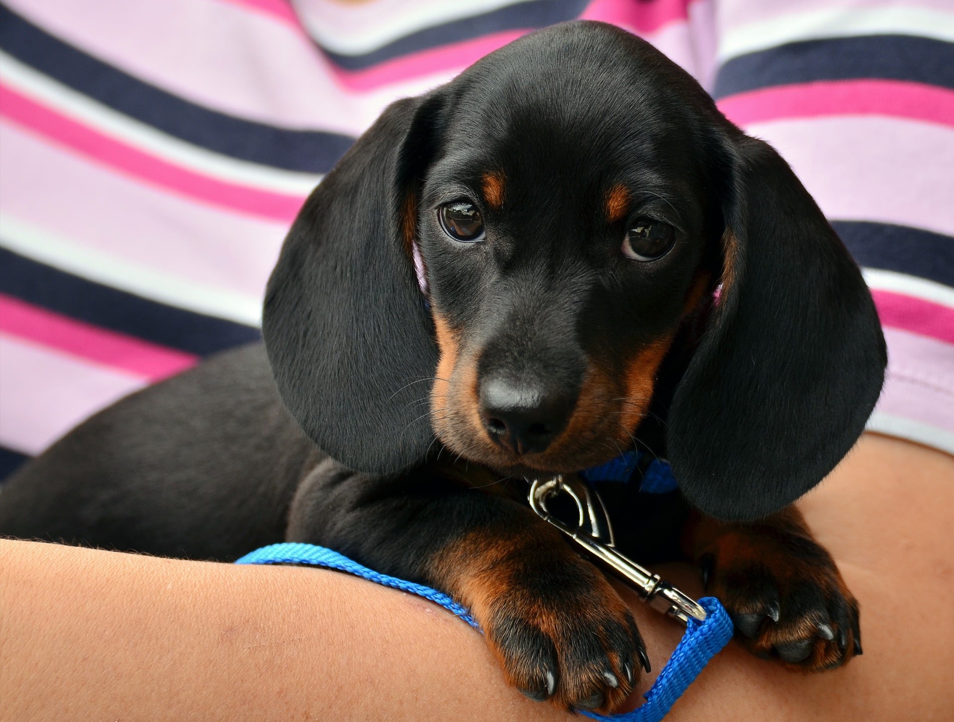 Quelques conseils pour bien choisir son pet sitter