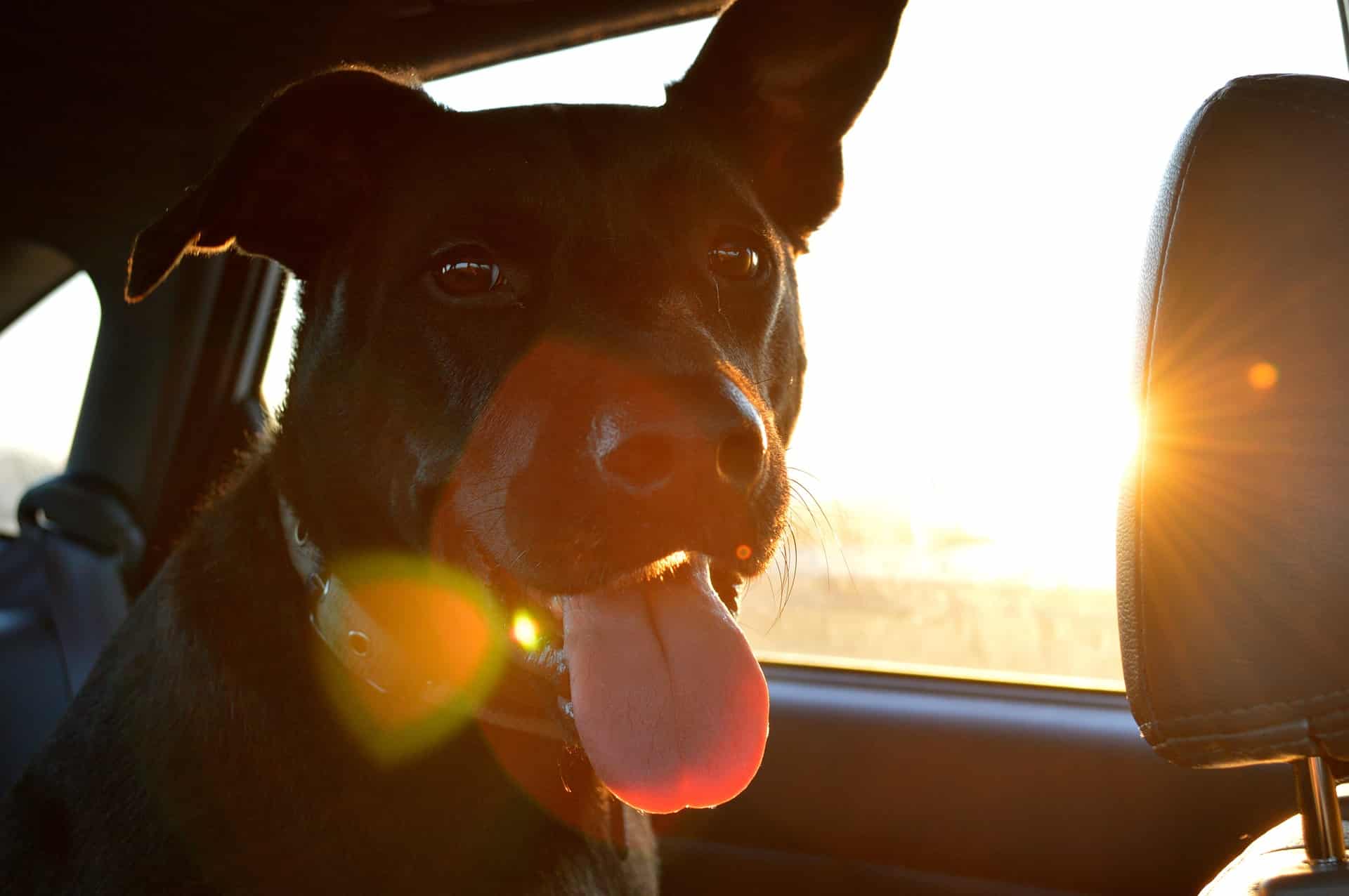 Voyage Paris-Lille : quel moyen de transport choisir lorsqu’on part avec son animal de compagnie ?
