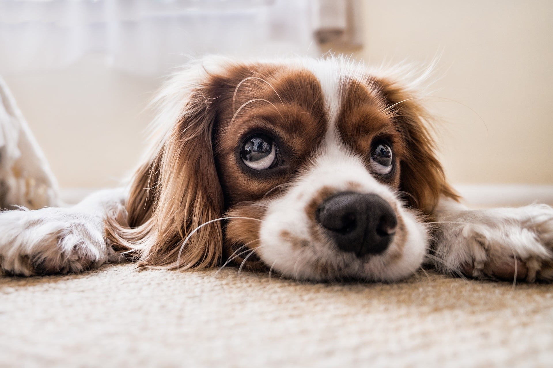 Quelle solution pour votre chien lorsque vous partez en voyage ?