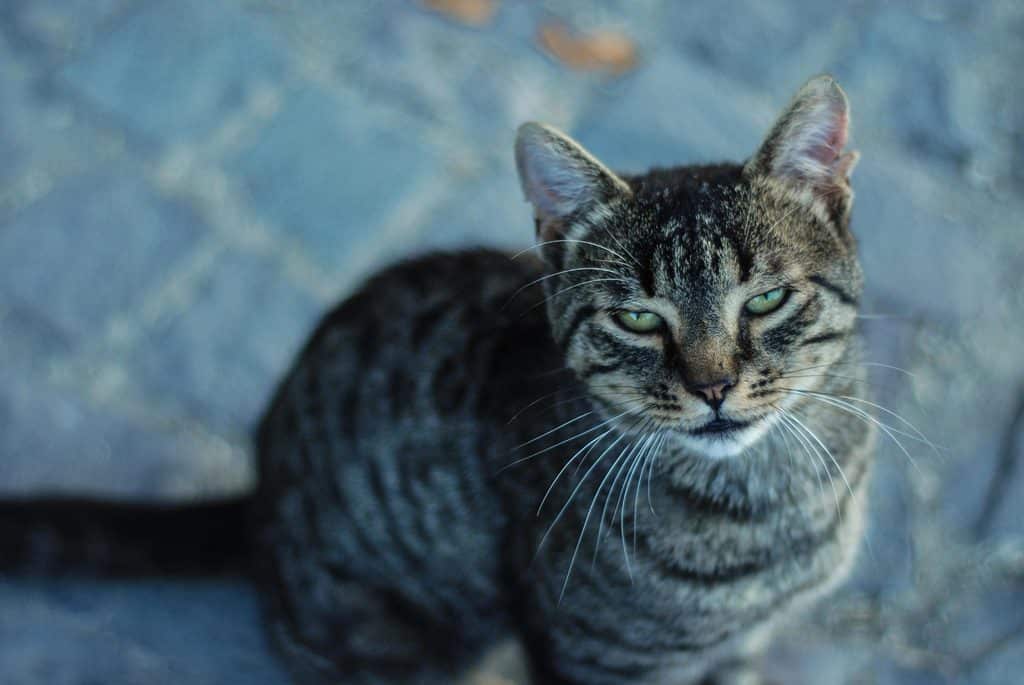 Que donner à manger à un chat ?