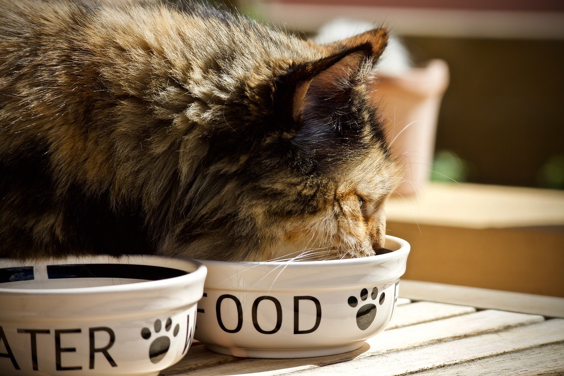 Croquettes : quelle quantité donner à mon chat ?