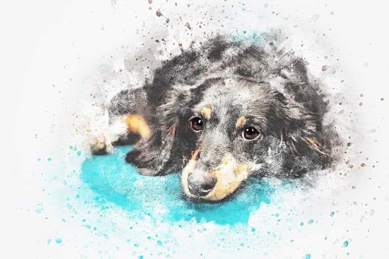Nutrition du chien pour un pelage sain