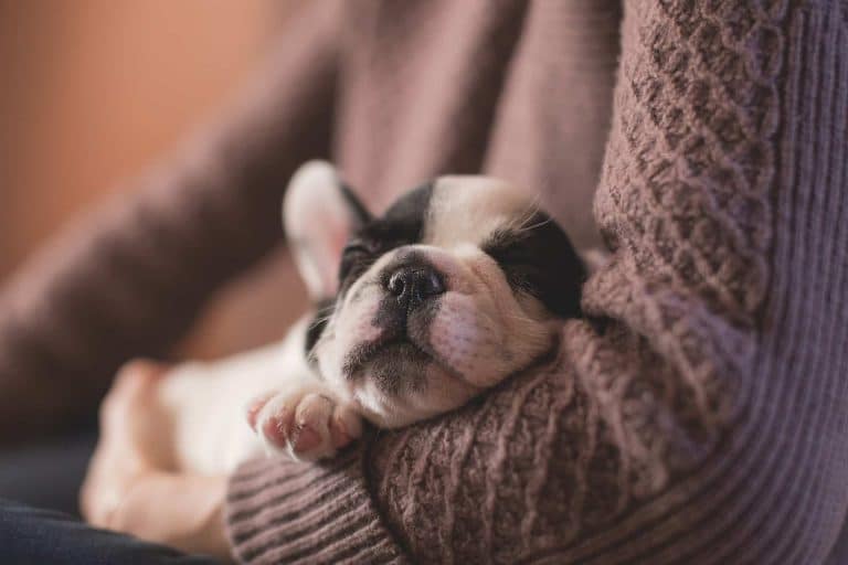 Comment protéger mon chien des maladies infectieuses ?