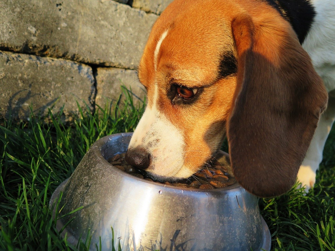 Que sont les cendres dans les croquettes pour chien ?