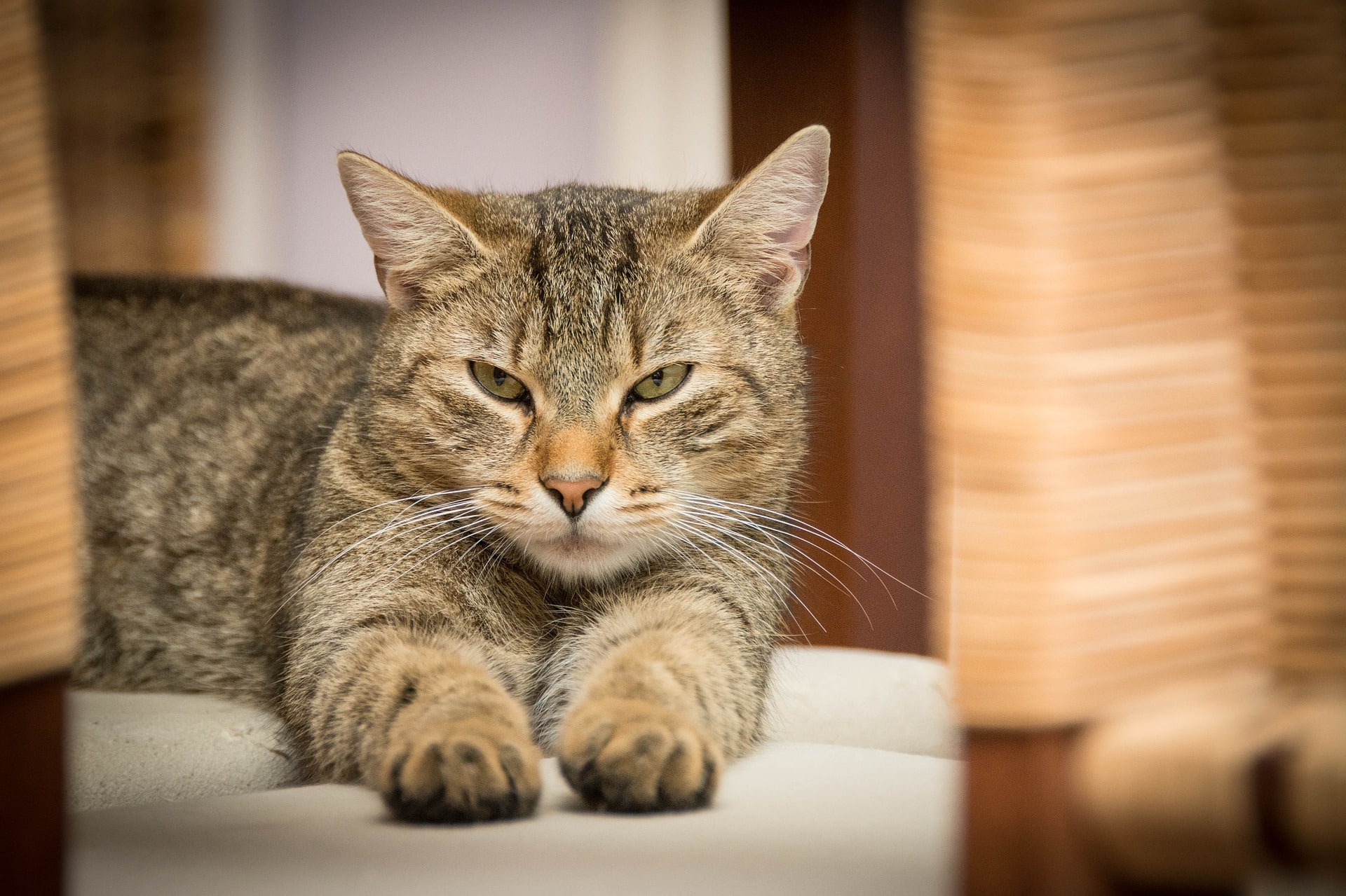 Prendre soin d&rsquo;une chatte en gestation