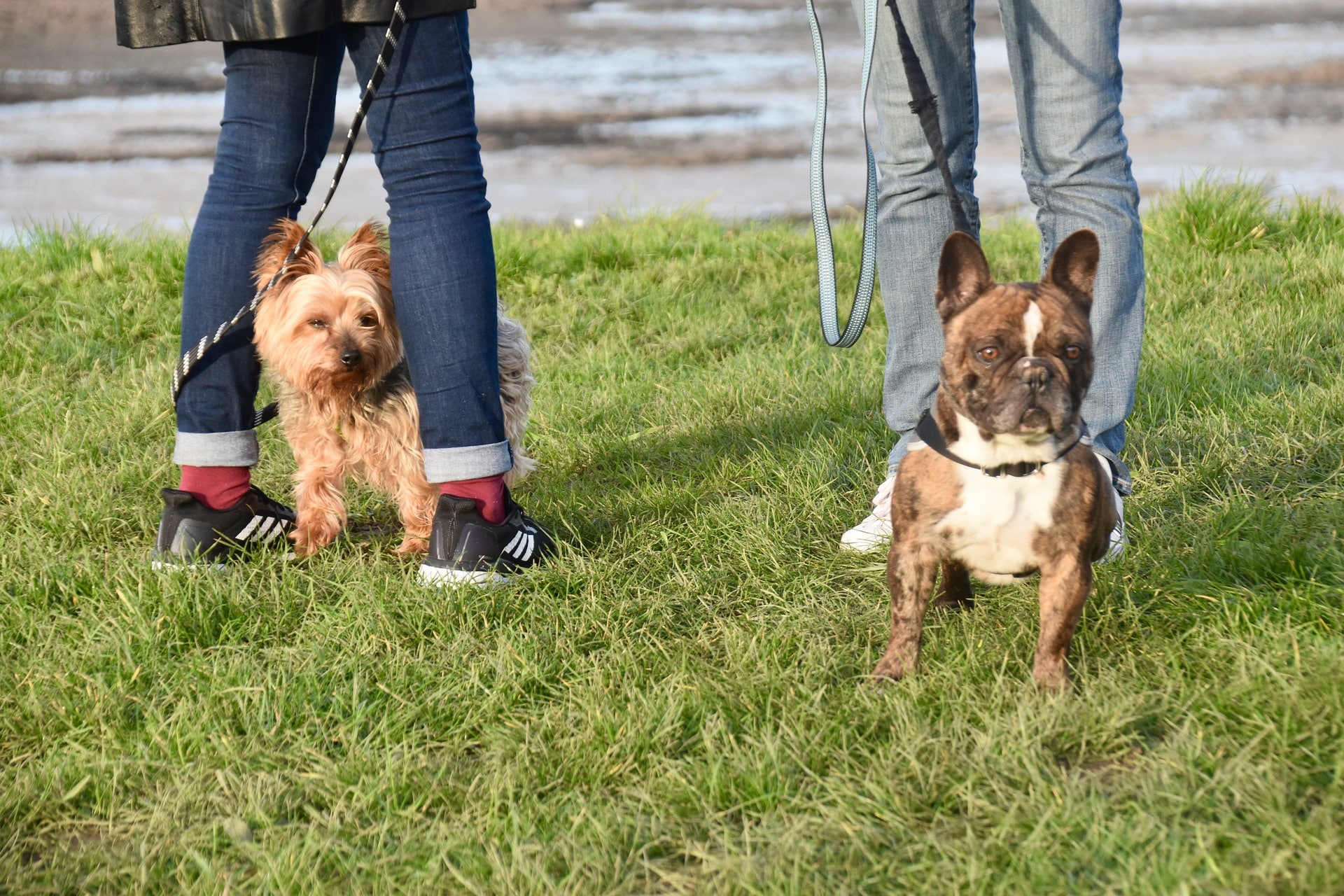 Des conseils pour créer une routine de promenade parfaite pour son chien