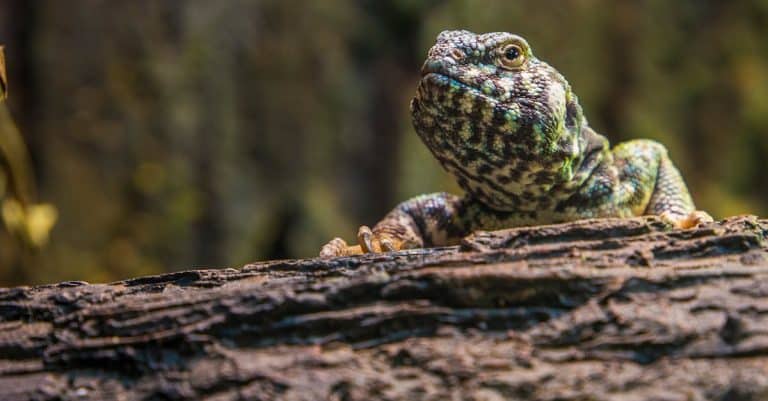Quelles sont les particularités des reptiles qui les rendent si fascinants ?