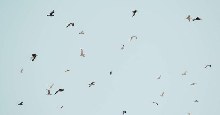 Pourquoi les papillons migrent-ils et comment ?