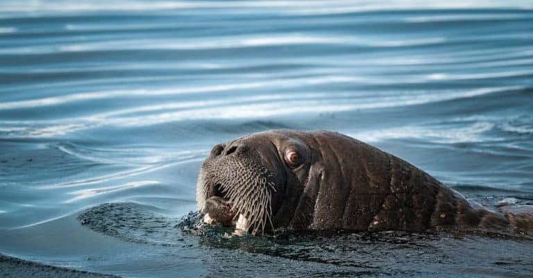 Comment les animaux polaires s&rsquo;adaptent-ils si remarquablement ?