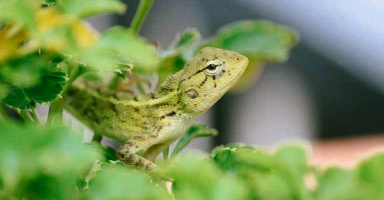 Comment fonctionnent réellement l&rsquo;hibernation et l&rsquo;estivation ?