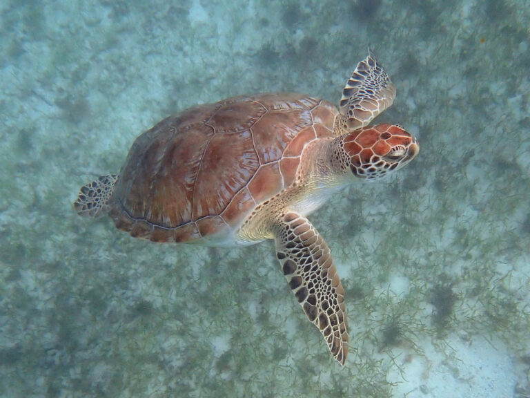 Les tortues marines : des voyageurs épiques de nos océans ?