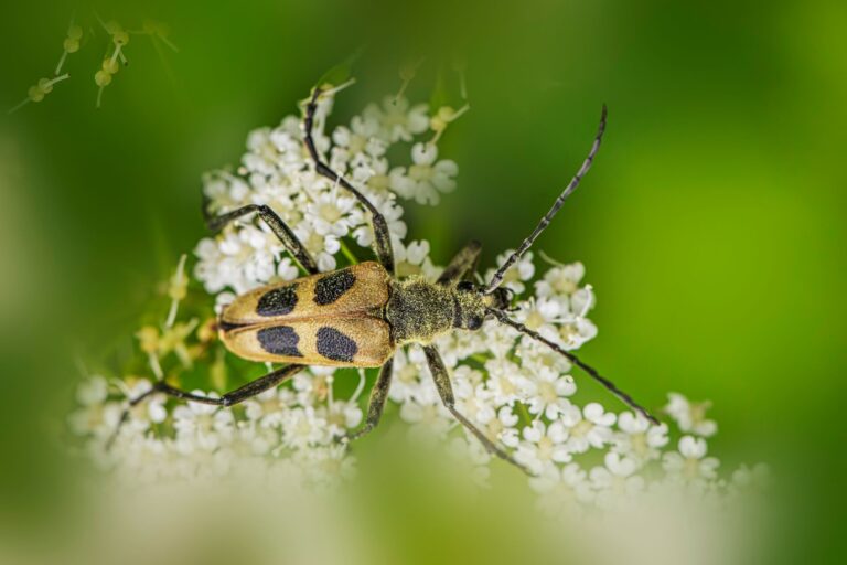 Les insectes ont-ils des capacités incroyables?