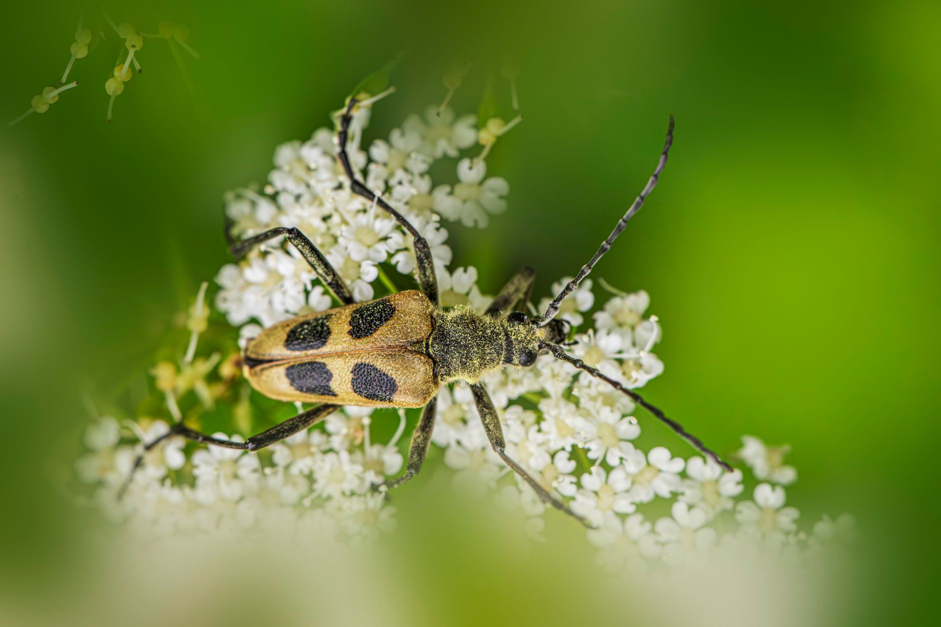 Les insectes ont-ils des capacités incroyables?