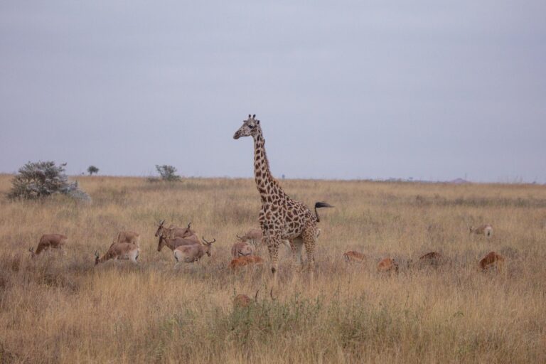 Quels sont les animaux les plus fascinants de la savane ?