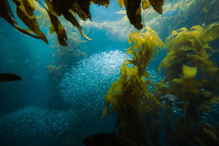Quels sont les mystères de la vie sous-marine ?