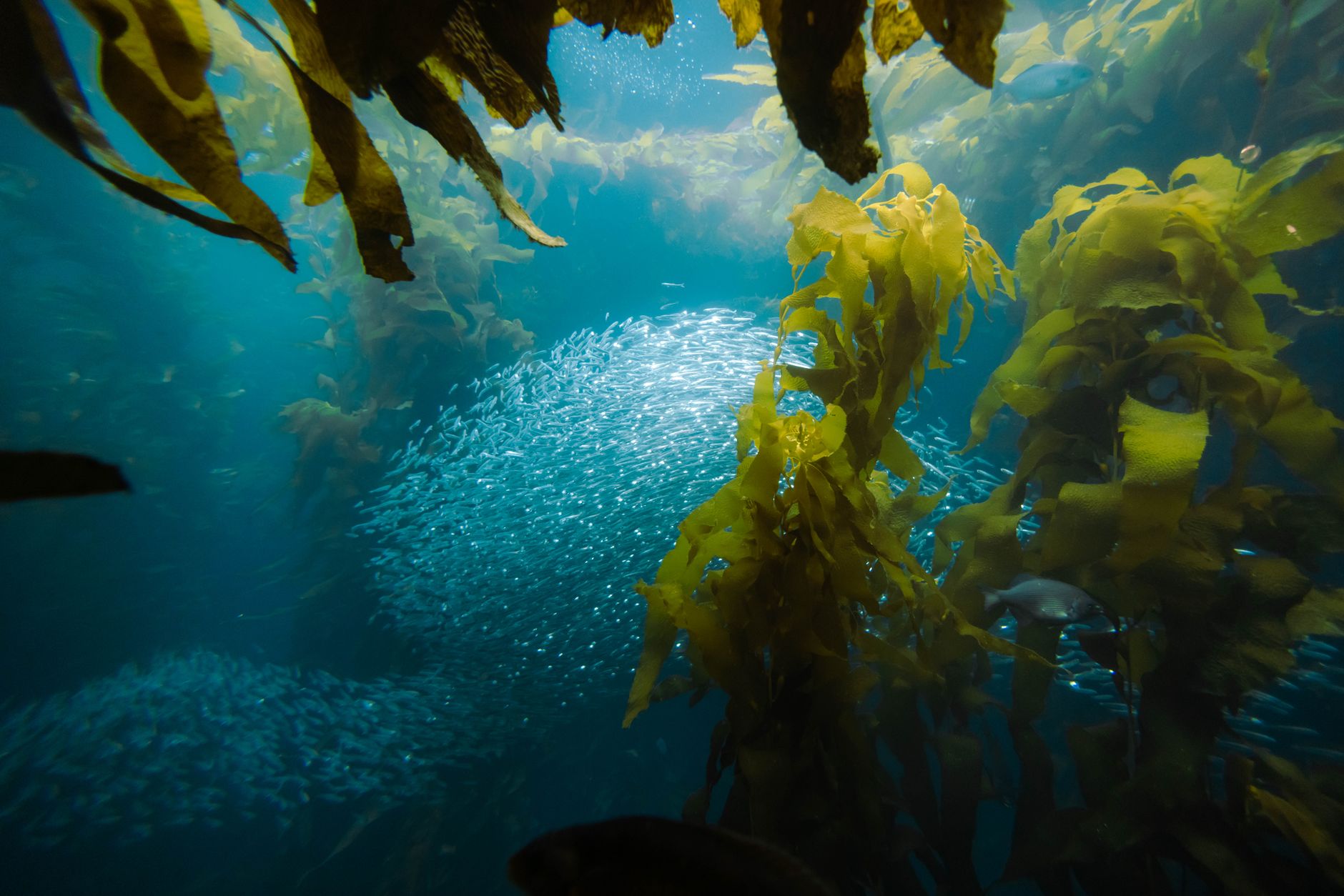 Quels sont les mystères de la vie sous-marine ?