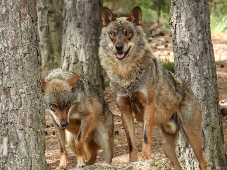 Comment l&rsquo;observation des animaux peut-elle révéler leur magie ?
