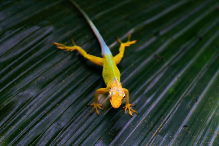 Quelles sont les créatures étonnantes à découvrir dans la jungle ?