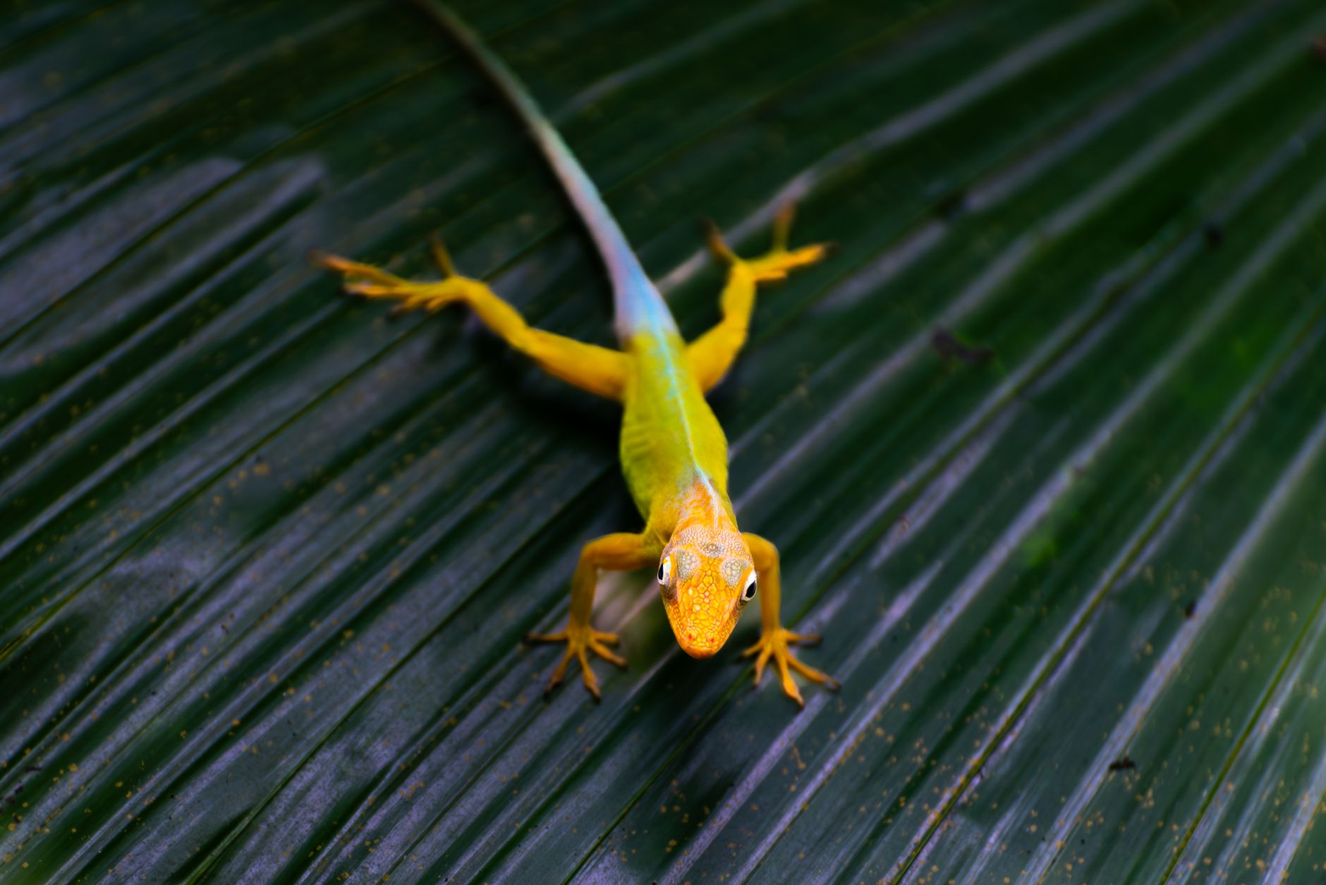 Quelles sont les créatures étonnantes à découvrir dans la jungle ?