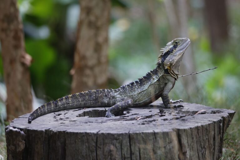 Quelles sont les différentes espèces de reptiles?