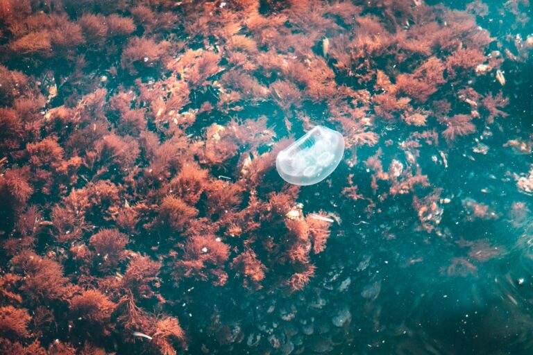 Quelles sont les merveilles de la vie aquatique ?