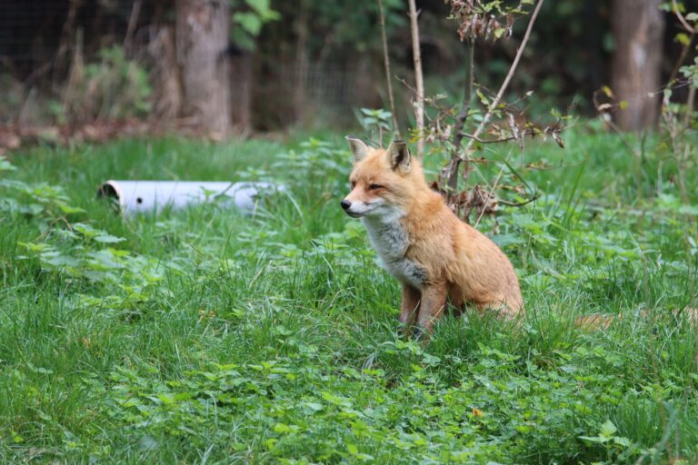 Quelles sont les merveilles de la vie sauvage à découvrir ?