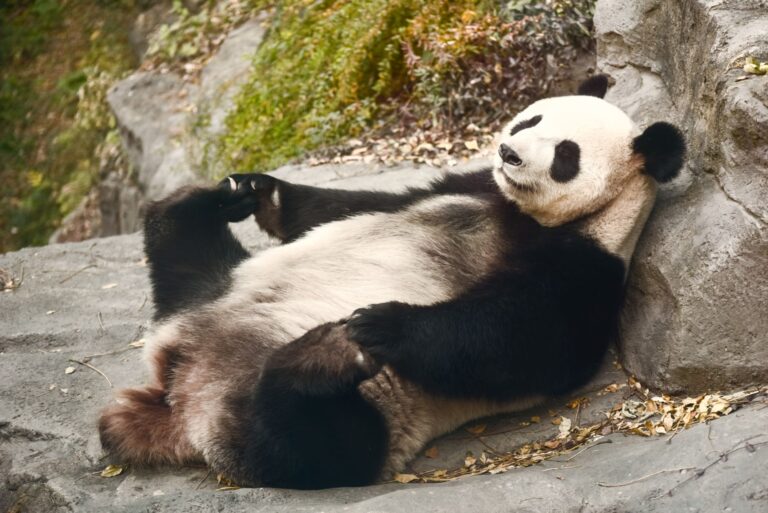 Quels sont les animaux en danger d&rsquo;extinction ?