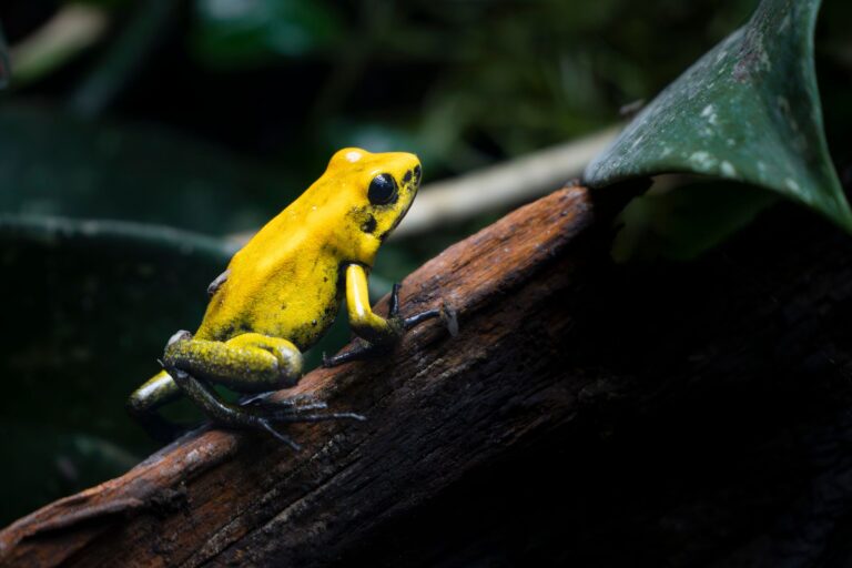 Quels sont les animaux extraordinaires qui habitent la forêt tropicale ?