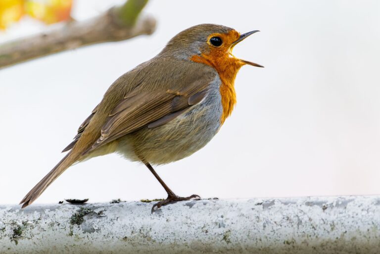 Quels sont les oiseaux chanteurs les plus remarquables du monde ?
