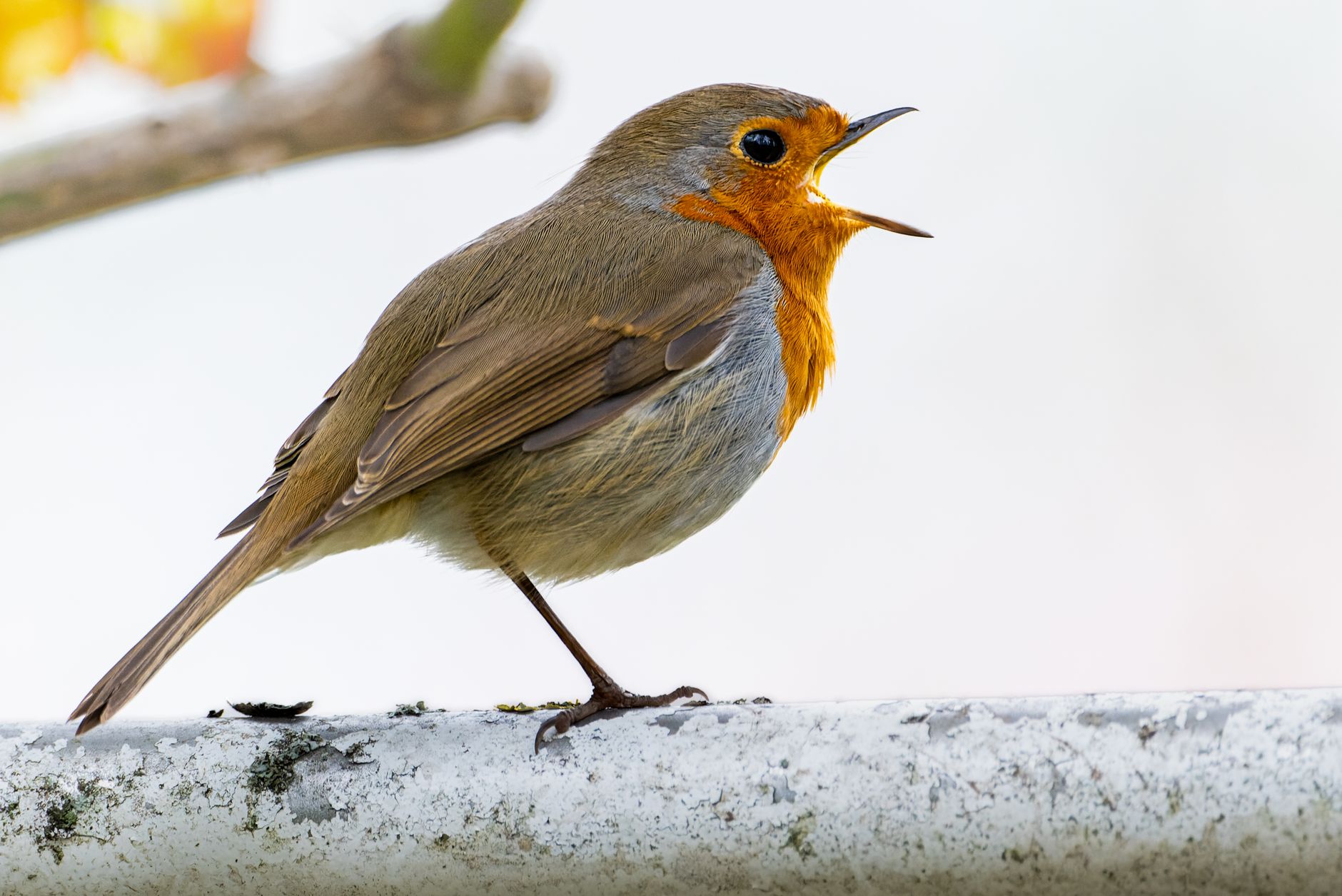 Quels sont les oiseaux chanteurs les plus remarquables du monde ?
