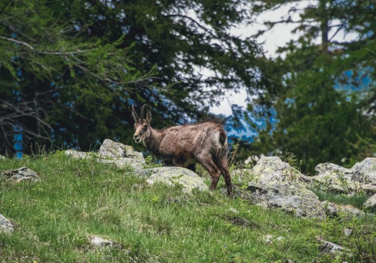 Quels animaux symbolisent le mieux la nature ?
