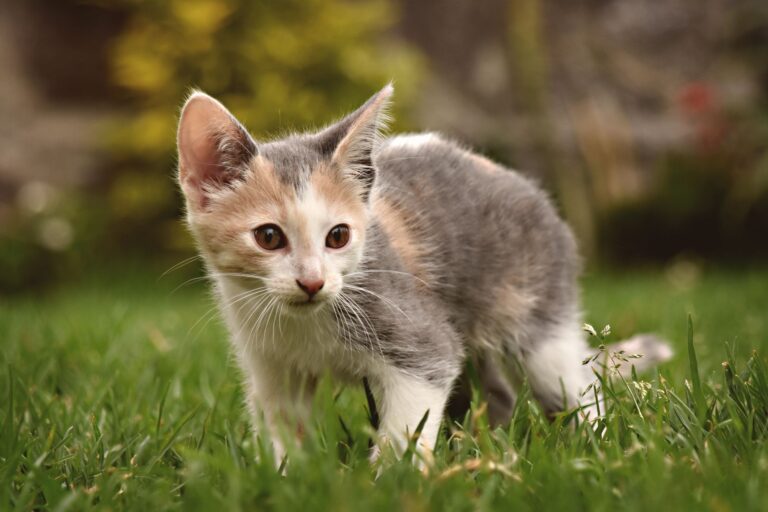 Pourquoi les petits animaux nous réservent-ils toujours autant de surprises ?