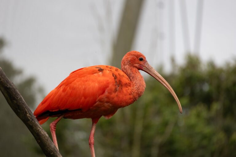 Pourquoi les animaux arborent-ils des couleurs éclatantes ?
