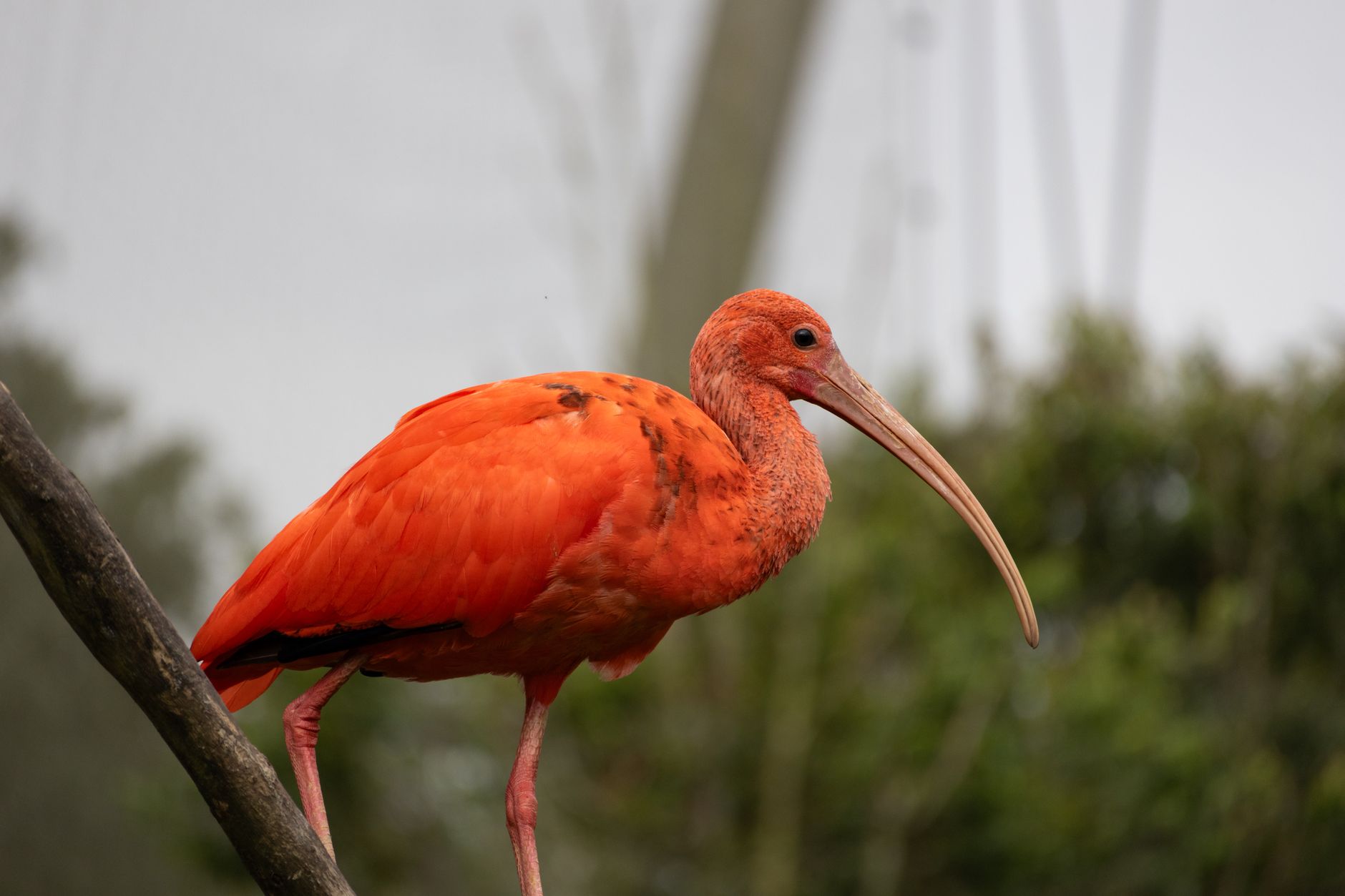 Pourquoi les animaux arborent-ils des couleurs éclatantes ?