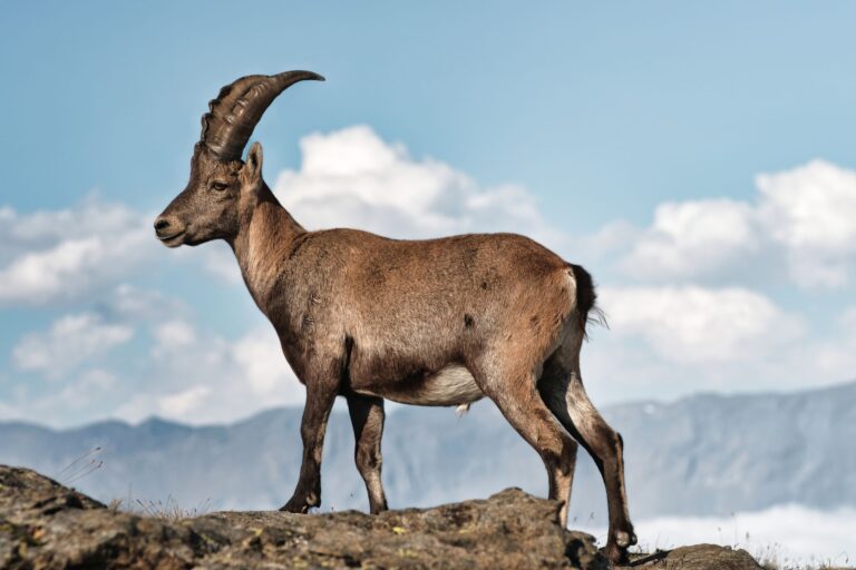 Quels sont les animaux majestueux que l&rsquo;on peut rencontrer en montagne ?