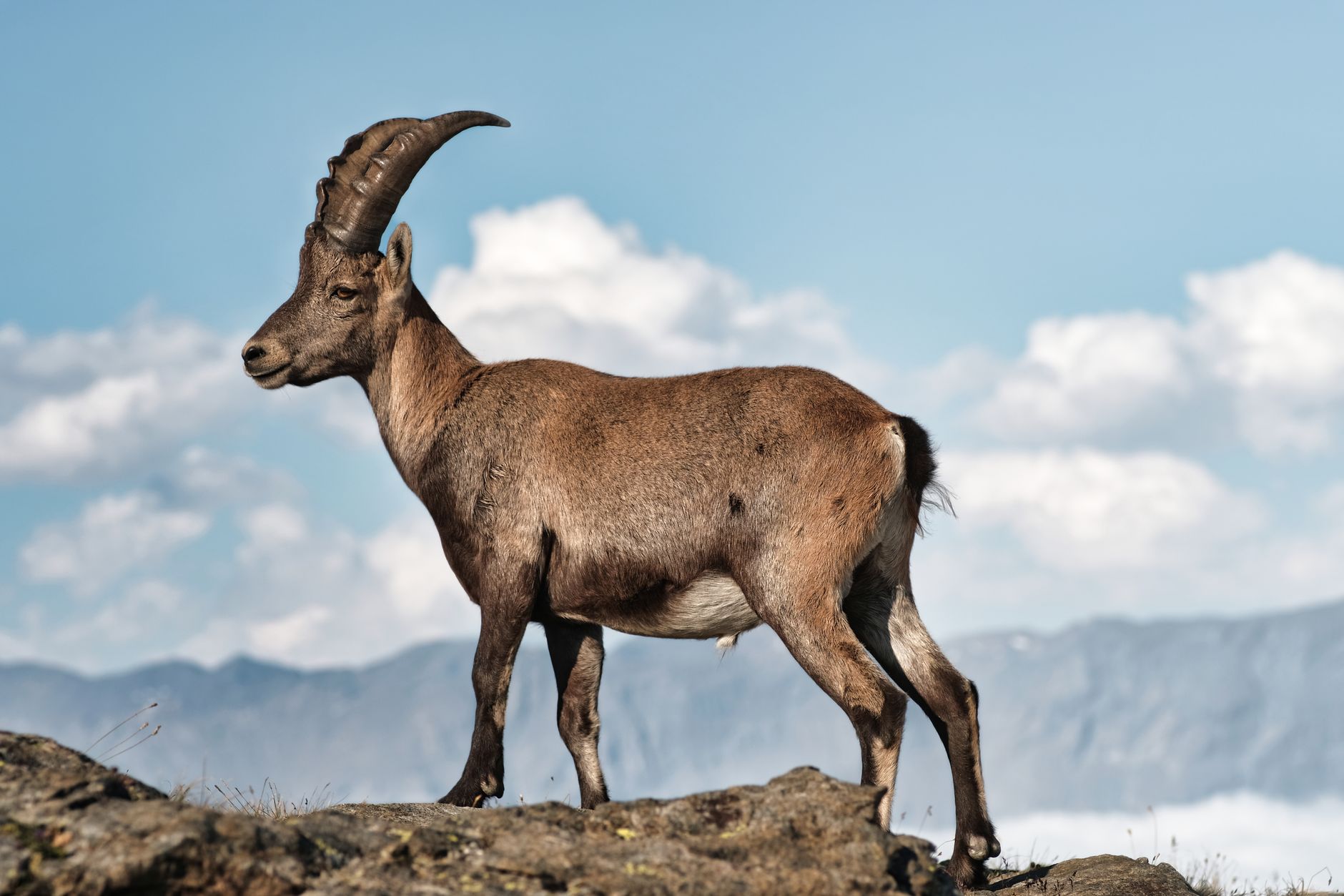 Quels sont les animaux majestueux que l&rsquo;on peut rencontrer en montagne ?