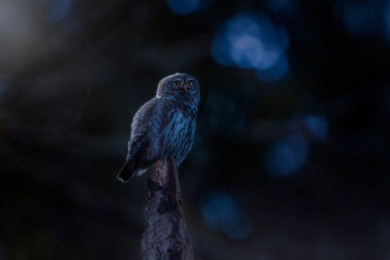 Quels sont les animaux mystérieux de la nuit ?