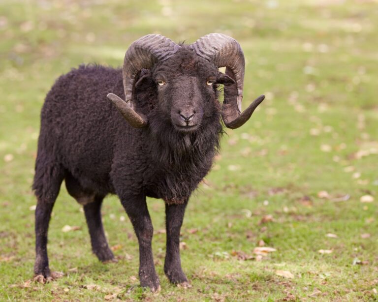 Quels sont les animaux extraordinaires des contreforts ?
