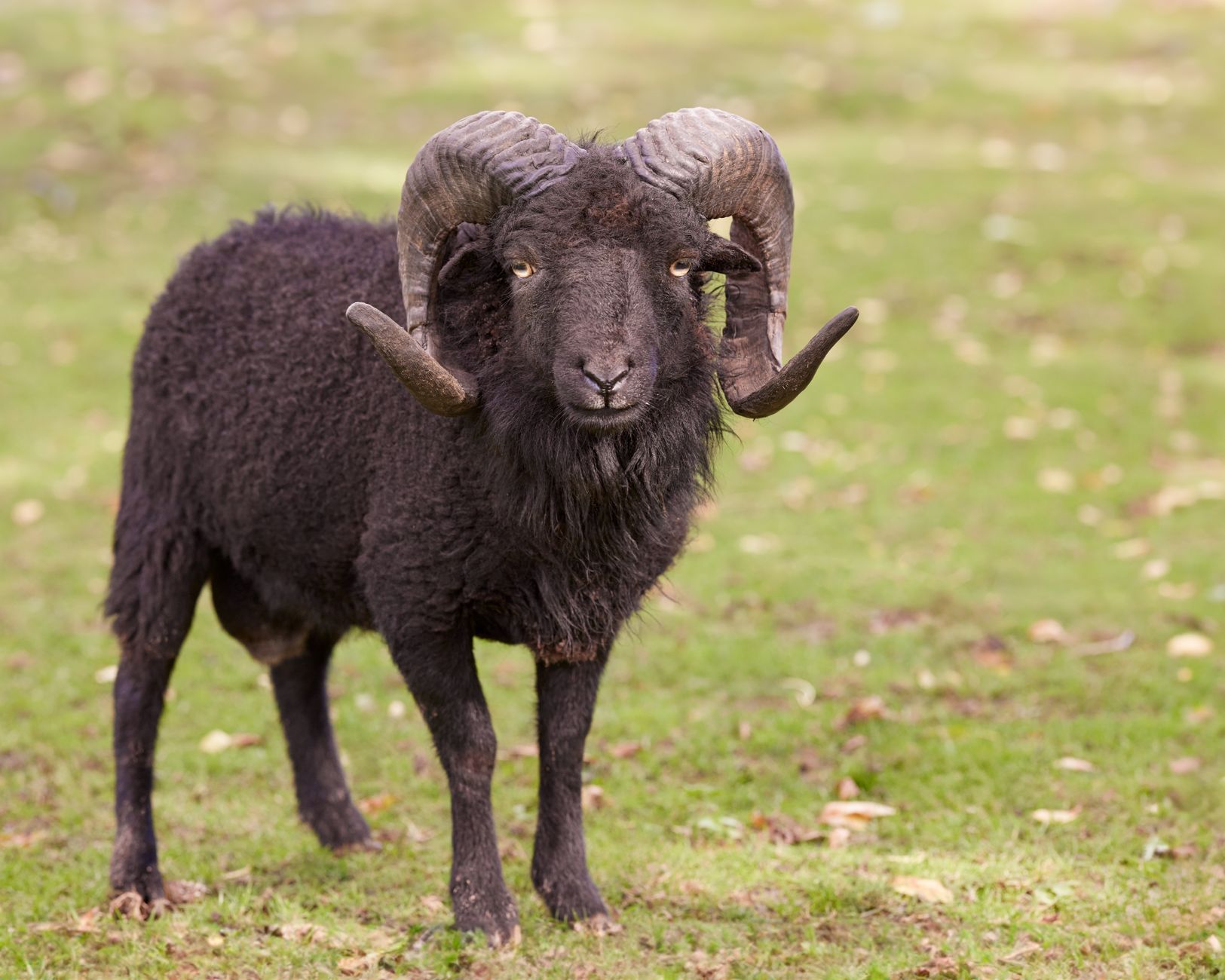 Quels sont les animaux extraordinaires des contreforts ?
