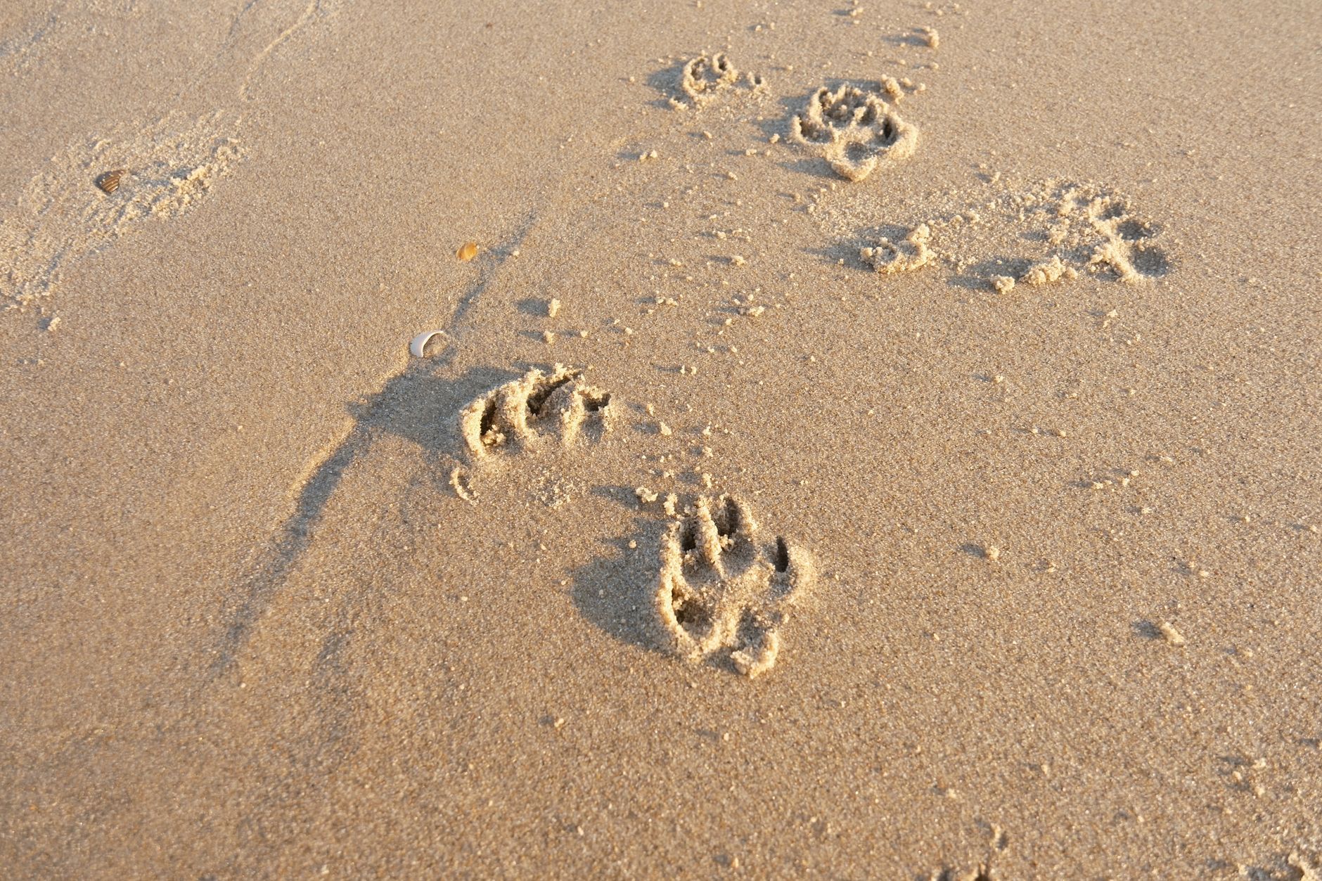 Comment les animaux laissent-ils des empreintes magiques ?
