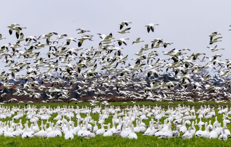 Pourquoi la diversité des oiseaux migrateurs est-elle si importante ?