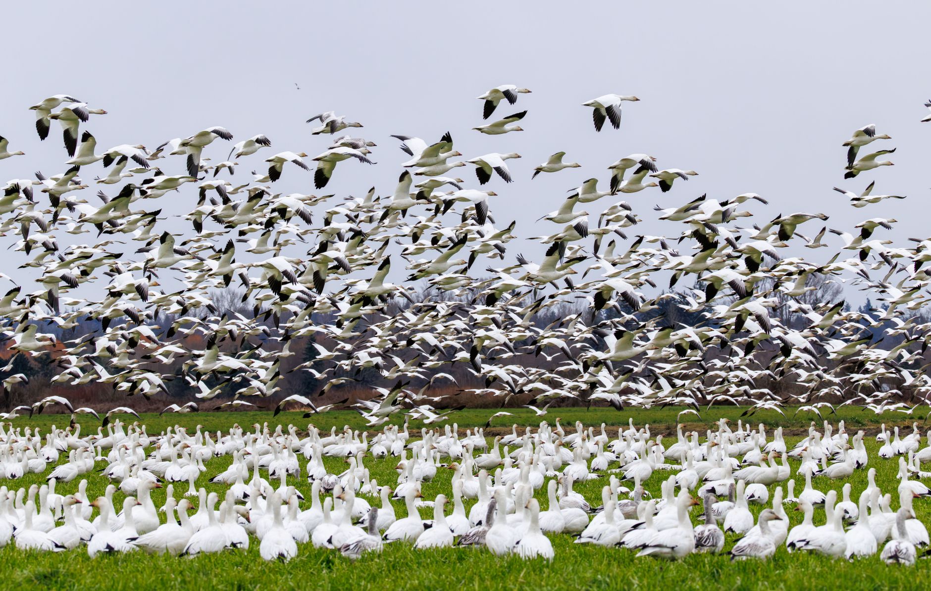 Pourquoi la diversité des oiseaux migrateurs est-elle si importante ?