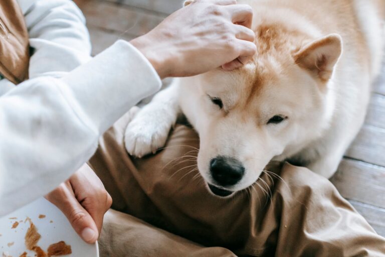 Quelle est la sagesse cachée derrière les animaux anciens ?