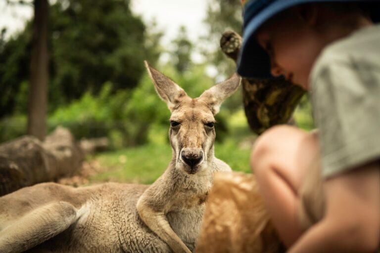 Quelles sont les histoires incroyables des animaux à découvrir ?