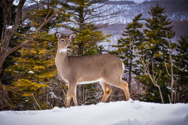 Comment les animaux adaptés assurent-ils leur survie ?