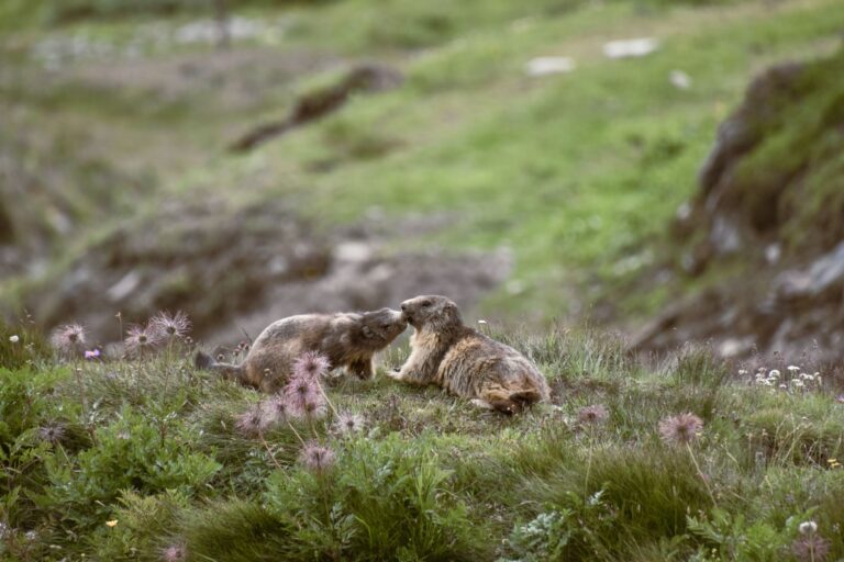 Quels animaux symbolisent la beauté dans notre monde ?
